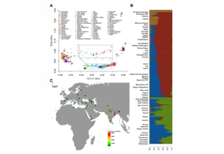 Dissecting the genetic history of the Roman Catholic populations of West Coast India.